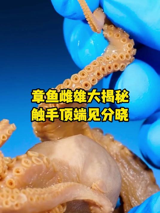 章鱼雌雄大揭秘，触手顶端见分晓