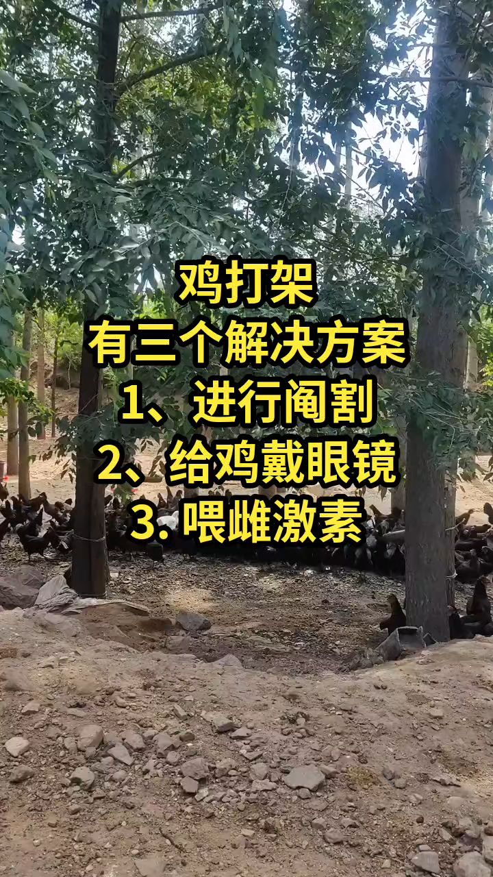 鸡打架怎么办???