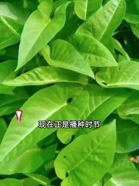 阳台种菜爆款,三叉空心菜籽不招虫,新手也能丰收三季