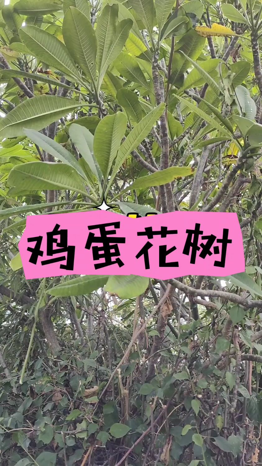 鸡蛋花树,厦门挺多的