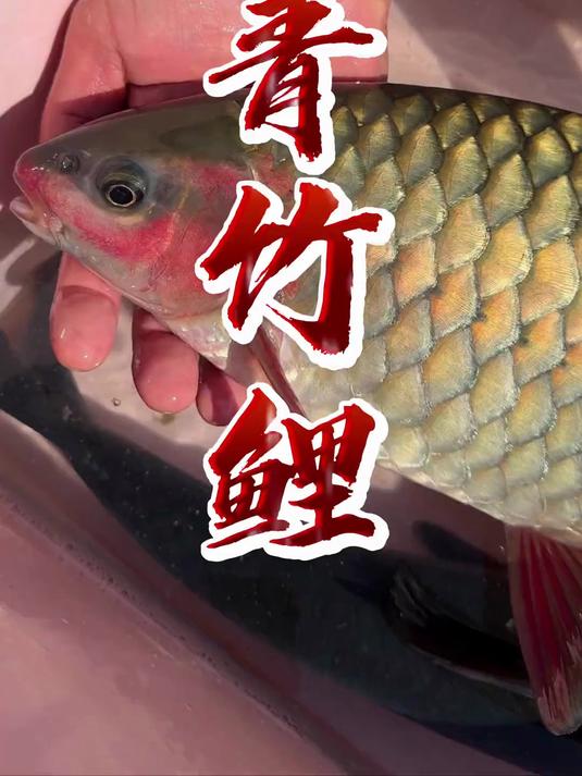 云南红脸青，也叫青竹鲤，做鱼生鲜度核爆
