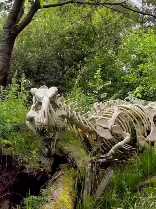 重大考古发现，完整霸王龙骨架，价值多少
