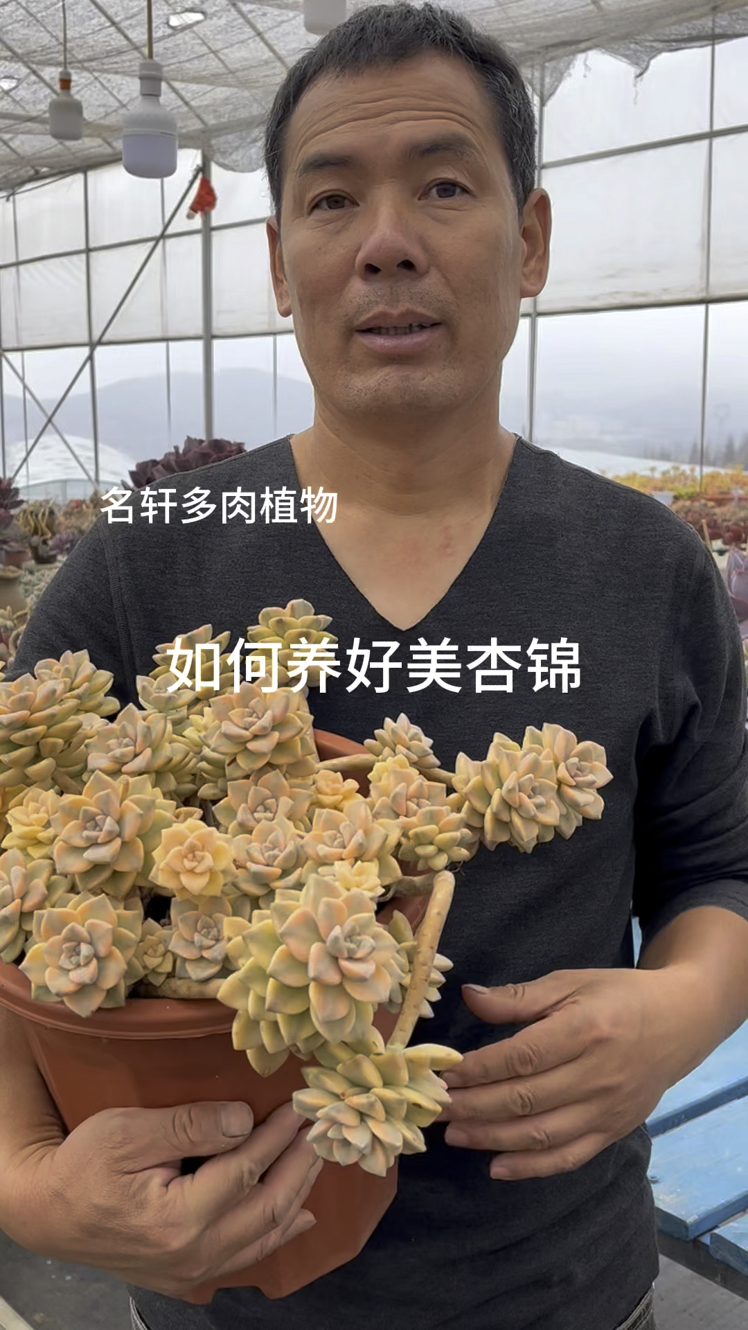 多肉植物美杏锦如何养