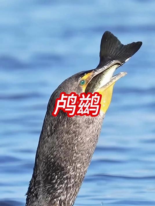 鸬鹚是怎么吞下比自己大的鱼，渔民记录下了全过程