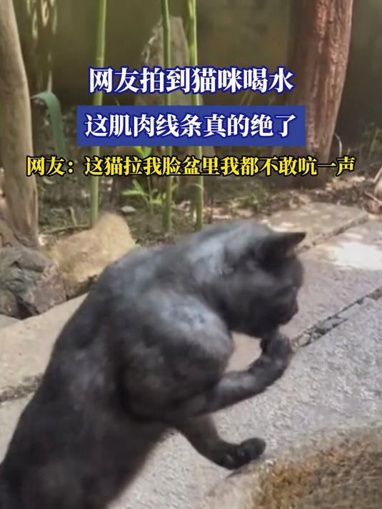 网友拍到猫咪喝水,这肌肉线条真的绝了
