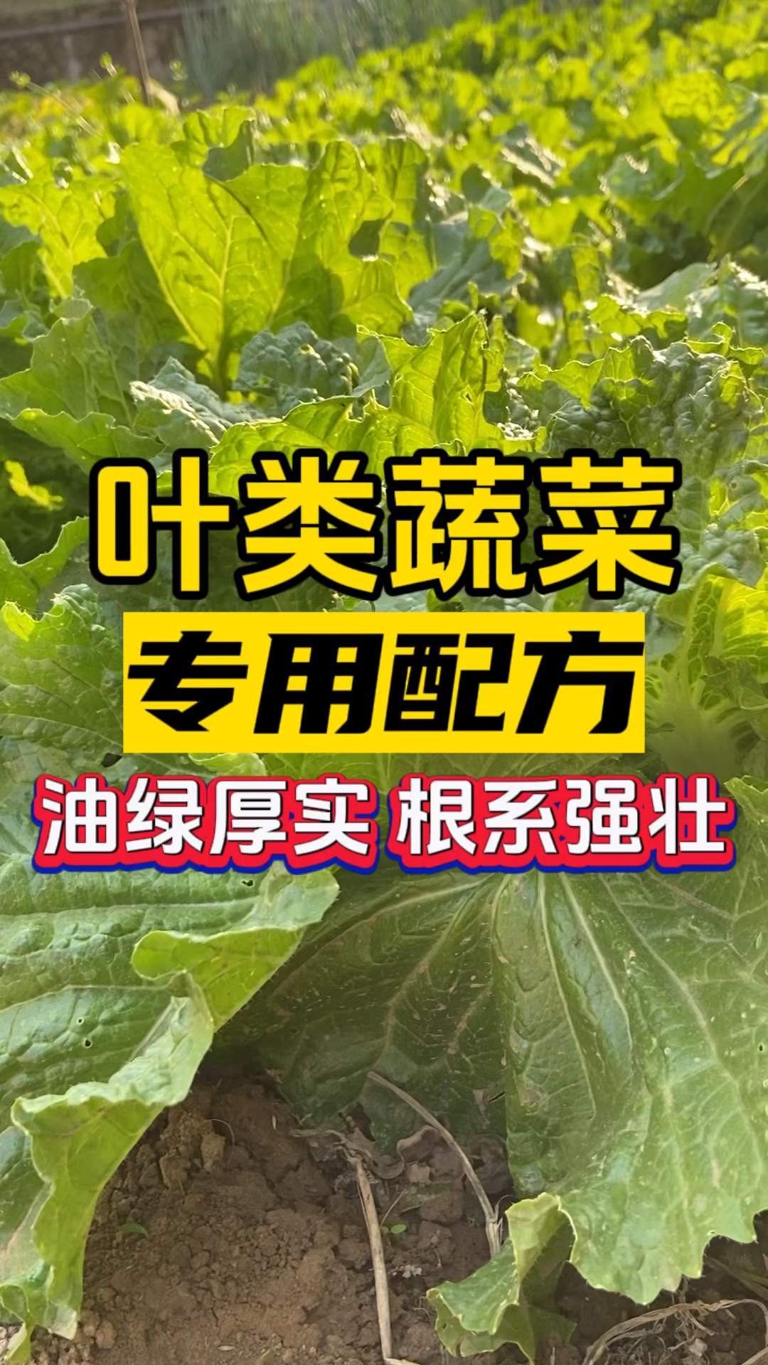 叶类蔬菜专用配方,叶片油绿厚实,根系强壮!