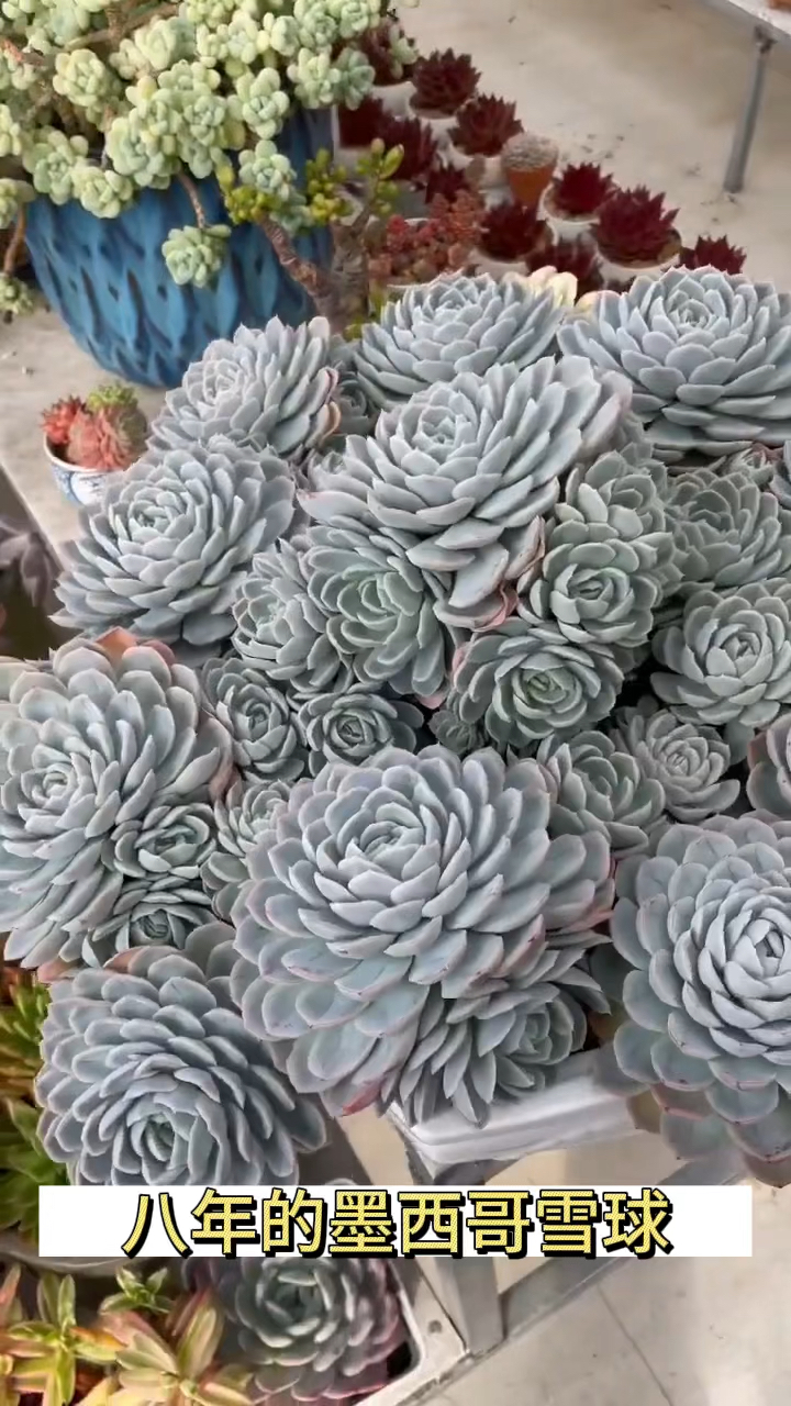 八岁的墨西哥雪球,够大么?