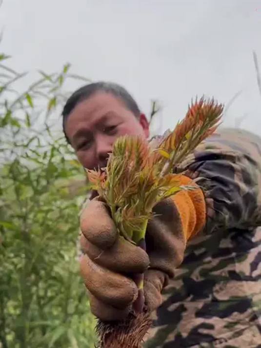 阳台小院种刺龙芽菜 简单易上手 产量还超高