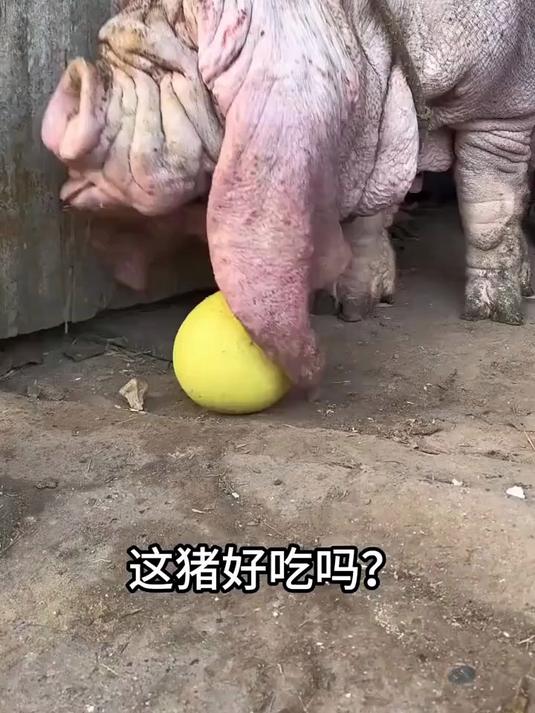 带你认知不同的猪，你感觉哪种猪肉最好吃？