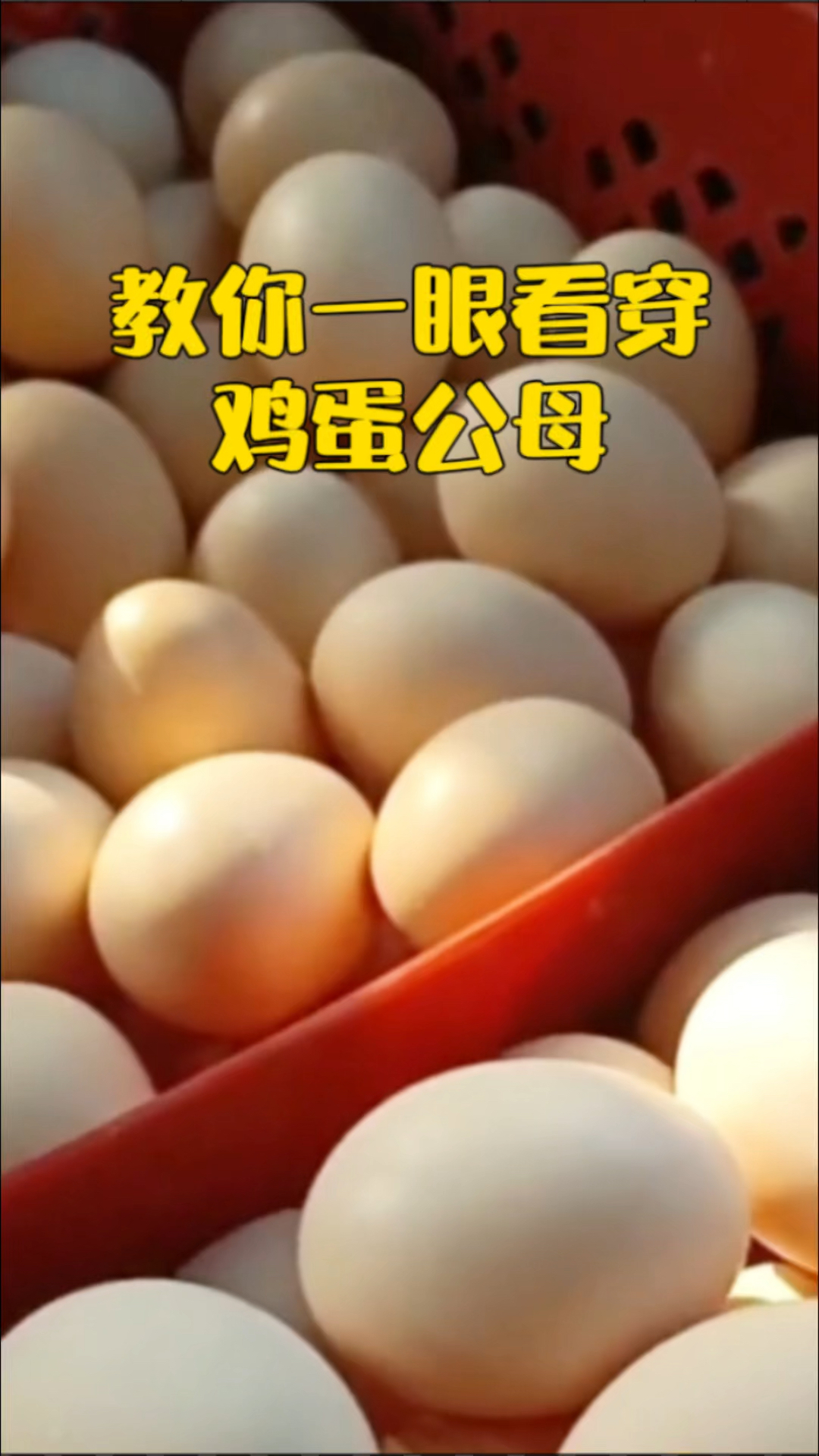 教你一眼看穿鸡蛋公母