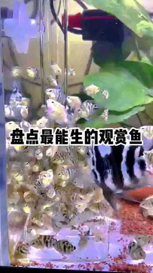便宜又能生的观赏鱼,你养过吗