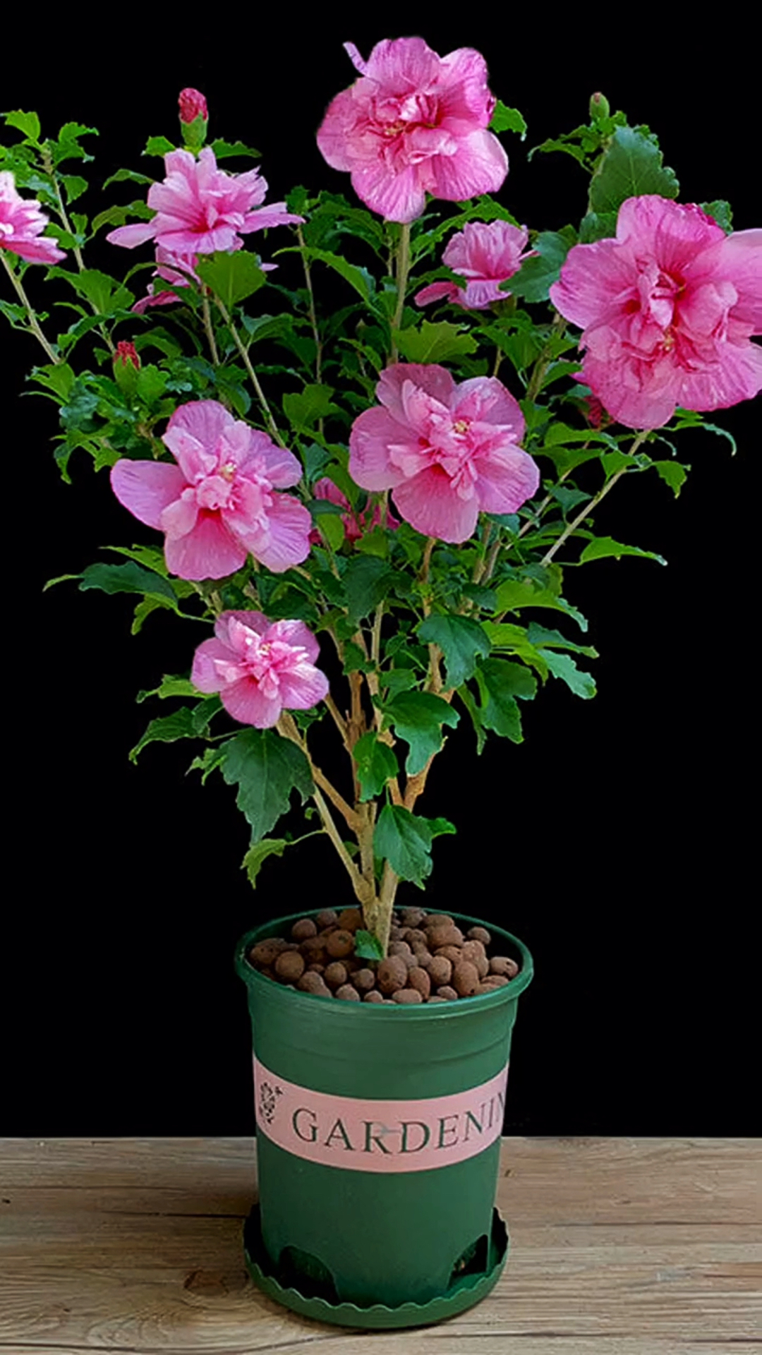 木槿花的花语是什么,代表着什么