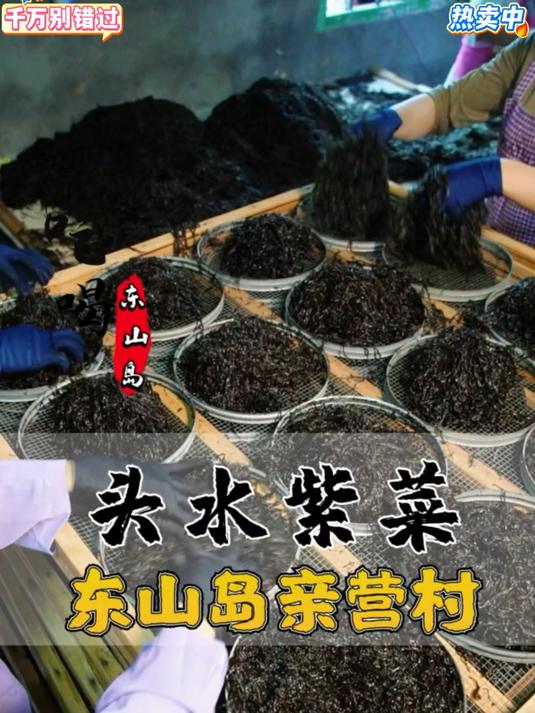 紫菜千千万头水一份鲜东山岛头水紫菜真的好吃
