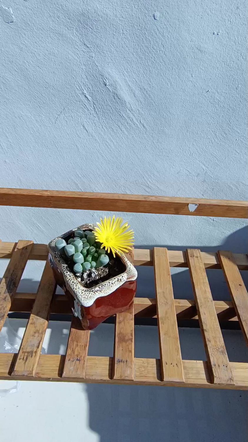 被称之为度夏困难户的五十铃玉开花了