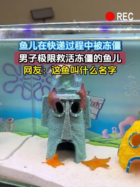 鱼儿在快递过程中被冻僵,男子极限救活冻僵的鱼儿,网友:这鱼叫什么名字