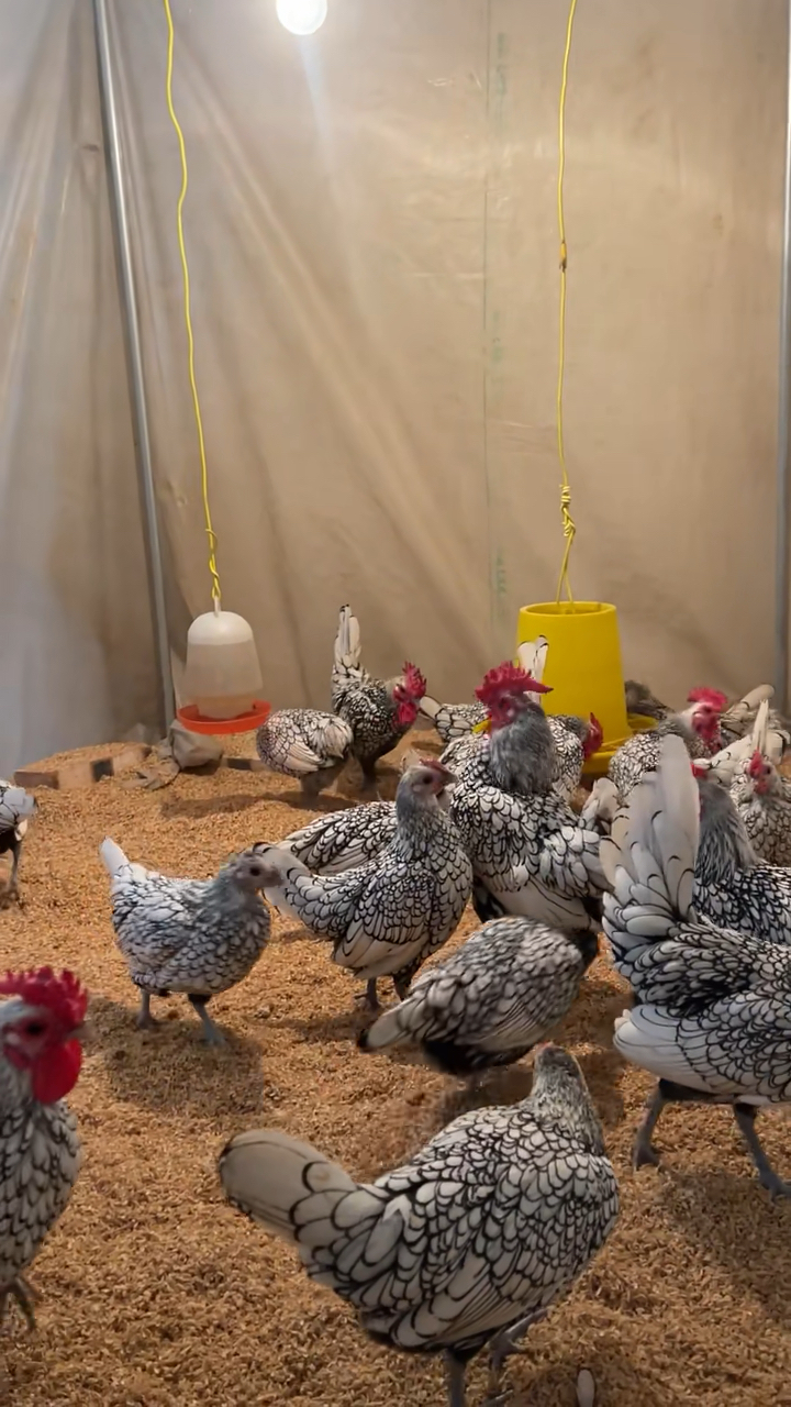 8-10月龄白花波兰鸡成双成对