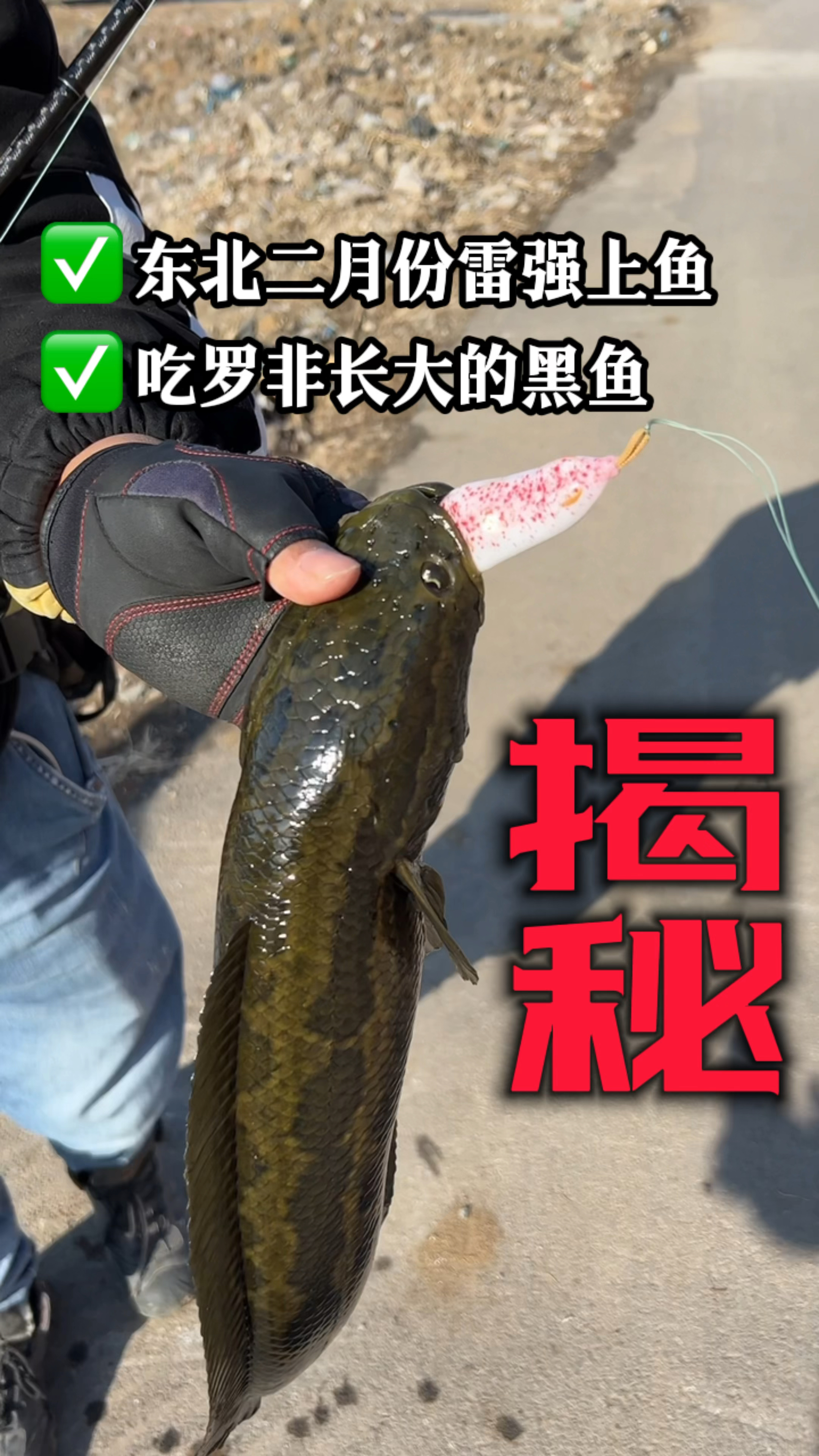 [揭秘]吃罗非长大的黑鱼,东北二月份雷强黑鱼。