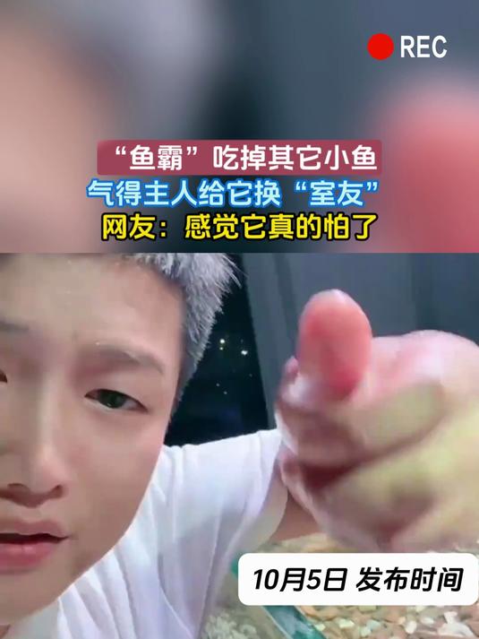 “鱼霸”吃掉其它小鱼,气得主人给它换“室友”,网友:感觉它真的怕了