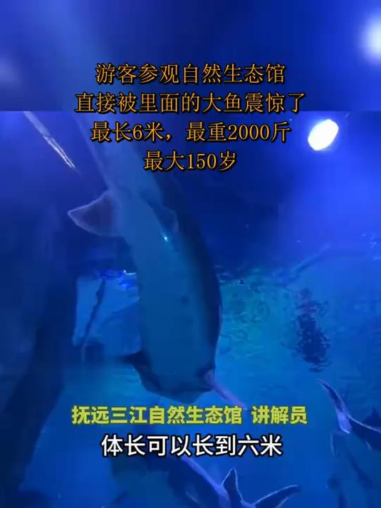 游客参观自然生态馆,直接被里面的大鱼震惊了,最长6米,最重2000斤,最大150岁
