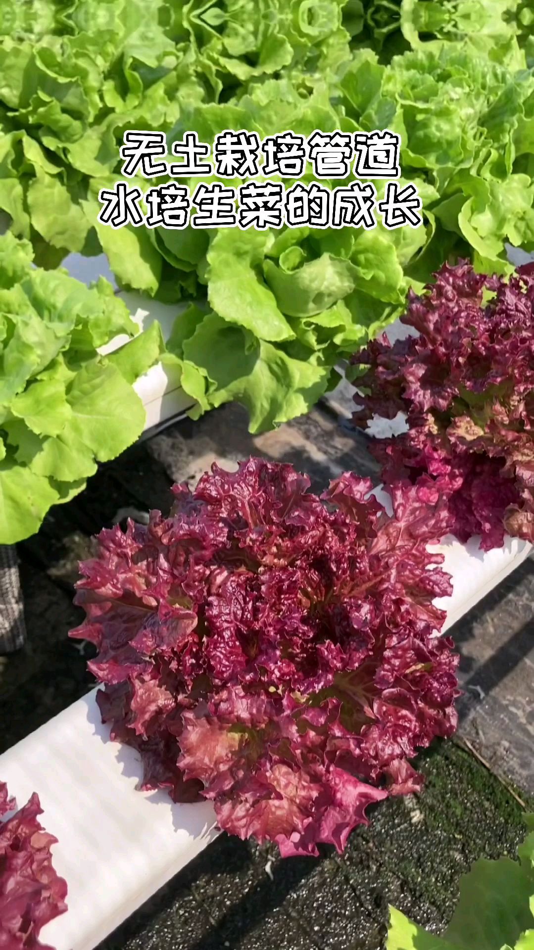 阳台无土栽培管道中的生菜是怎么生长的呢?