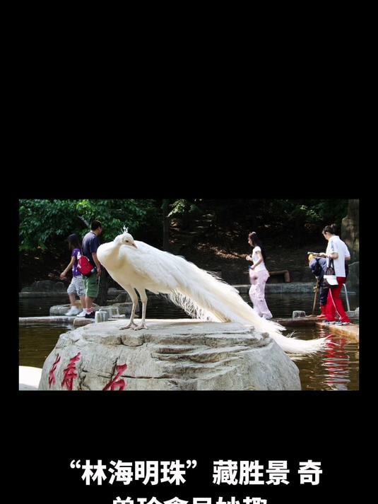 “林海明珠”藏胜景,奇兽珍禽呈妙趣,自然人文共交融