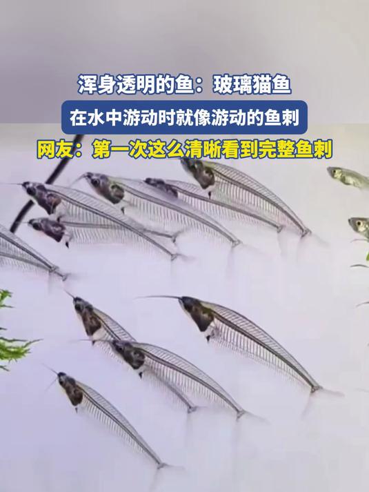 浑身透明的鱼 -玻璃猫鱼,在水中游动时就像游动的鱼刺