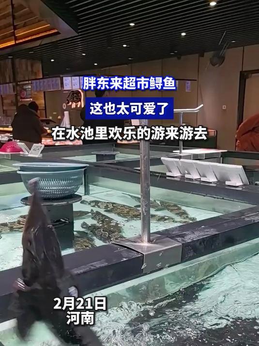胖东来超市鲟鱼,这也太可爱了,在水池里欢乐的游来游去