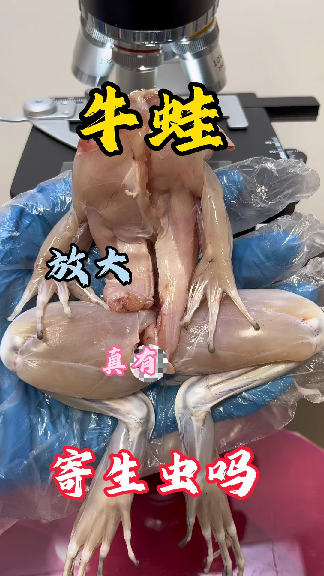 牛蛙真的有寄生虫吗