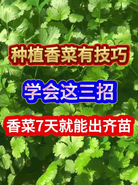 种植香菜有技巧学会这三招七天就能出齐苗