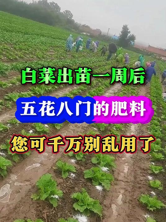 白菜出苗一周后五花八门的肥料您可千万别乱用了