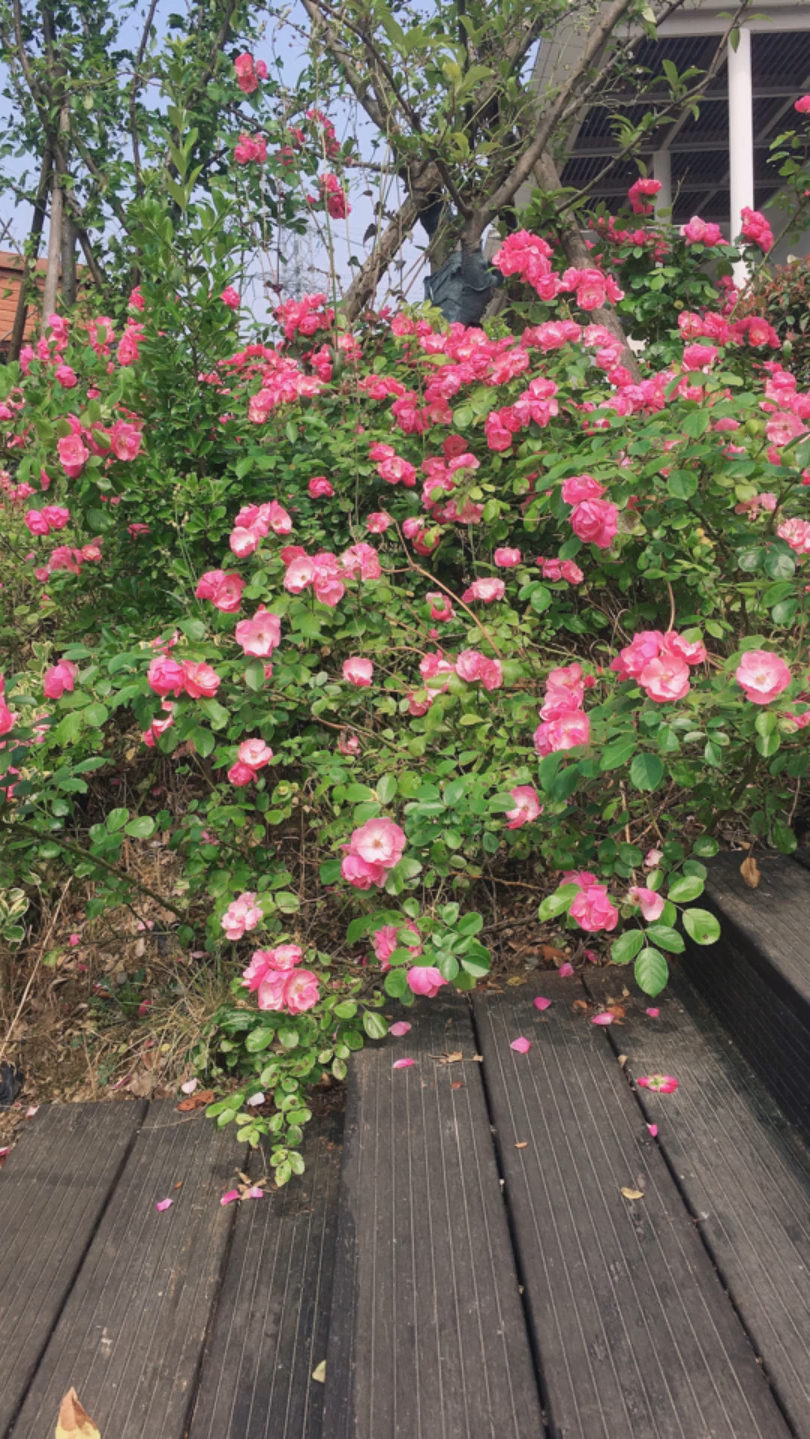 看云看花看夏天