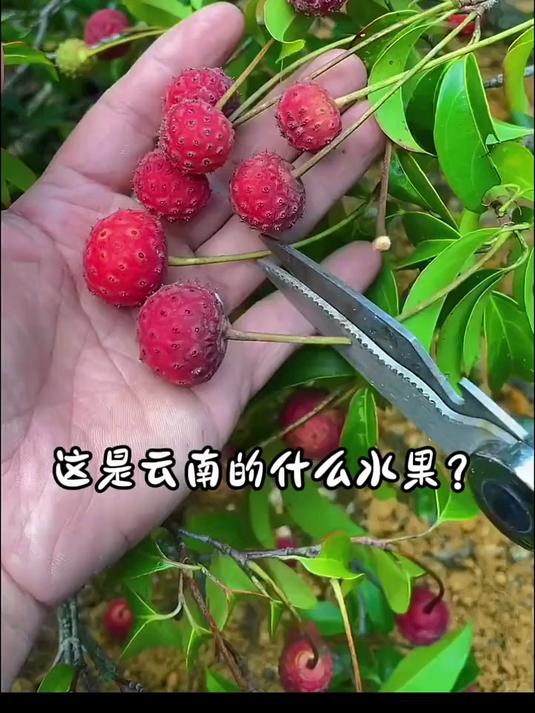 分享27种云南的特色水果，你都吃过哪几种呀？