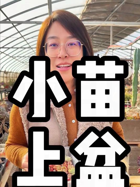 小苗苗的上盆