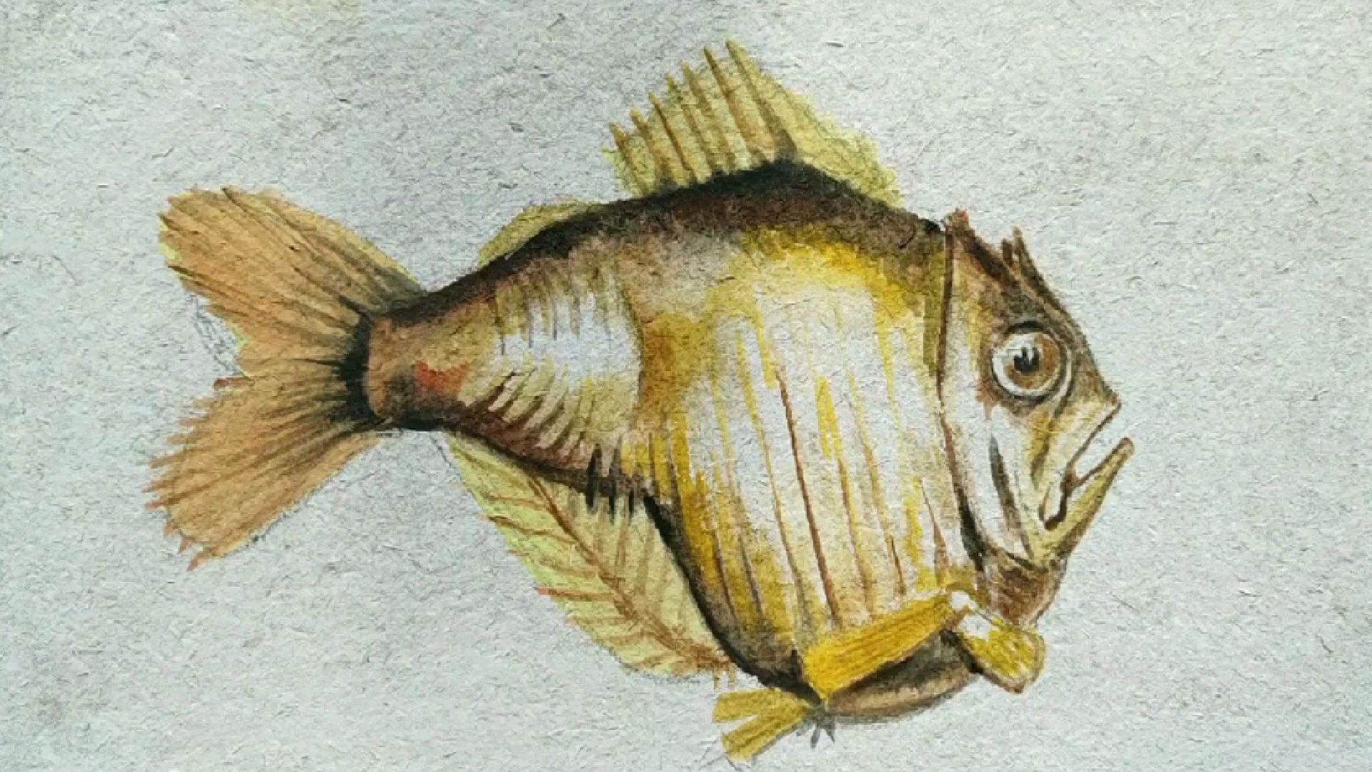 认认真真的画了一张鱼,这种鱼叫做长银斧鱼,看起来很丑,但画出来好看,用水彩画的。[嘻嘻]#