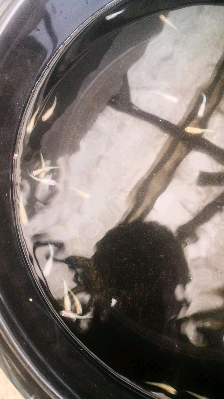 自留的一些观背一二青鳉(小雪,萤火虫)