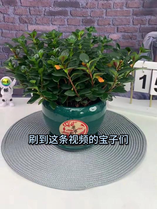 耐阴绿植大揭秘,金鱼吊兰暗光旺,室内也能蓬勃长!