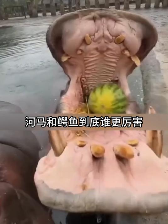 河马真的能打败鳄鱼吗？
