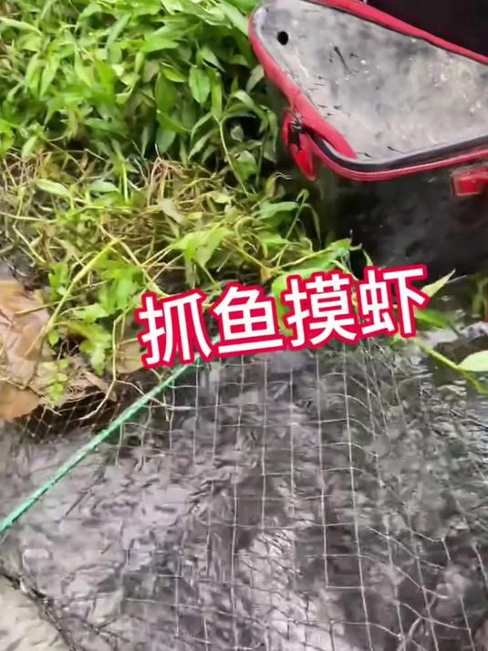 喜欢抓虾的看过来 抓虾必备配方,用了它,河里的虾乖乖上岸