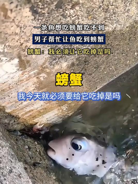 一条鱼想吃螃蟹吃不到，男子帮忙让鱼吃到螃蟹