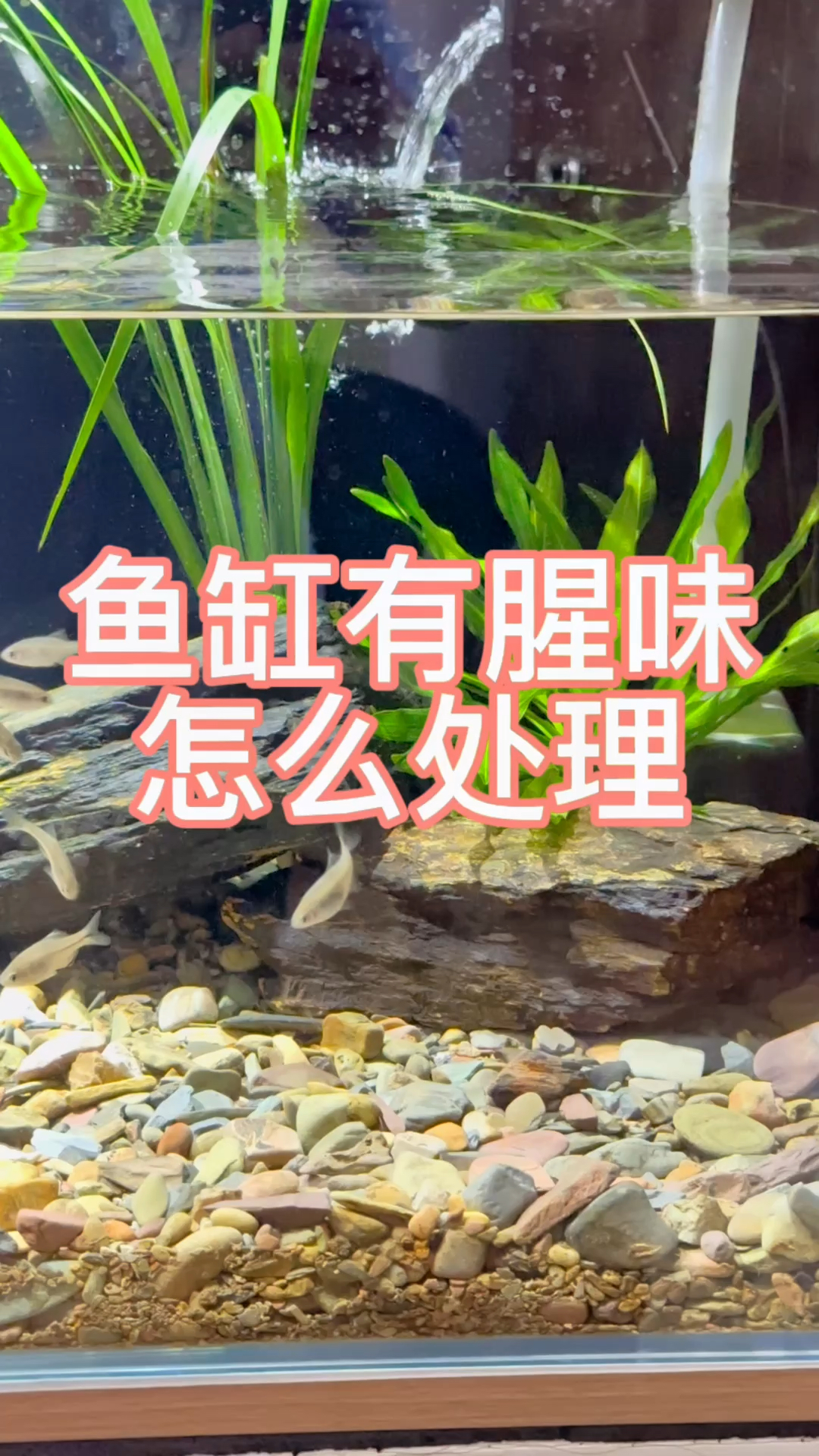 鱼缸有腥味怎么处理