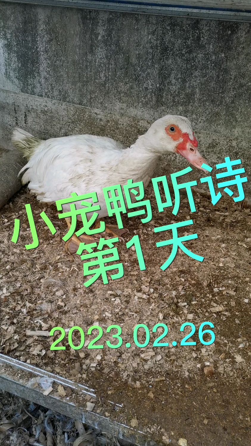“我和我的小鸭子”之“小宠鸭听诗”