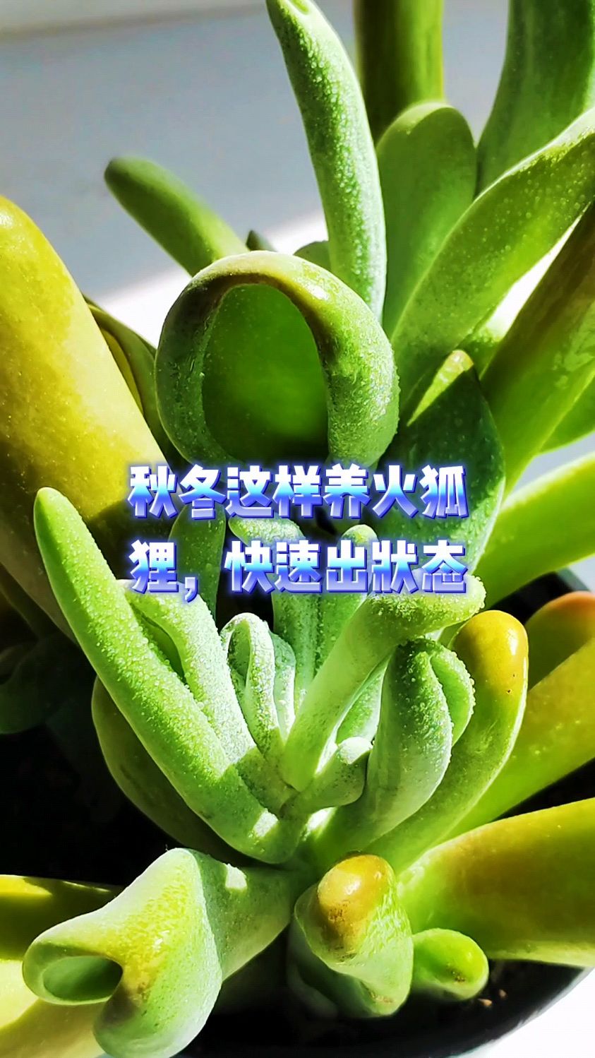 秋冬这样养火狐狸,快速出状态