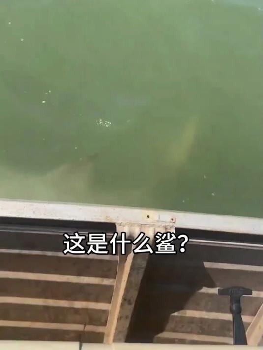 分享18种不同种类的鲨鱼,你都认识哪几种呢!