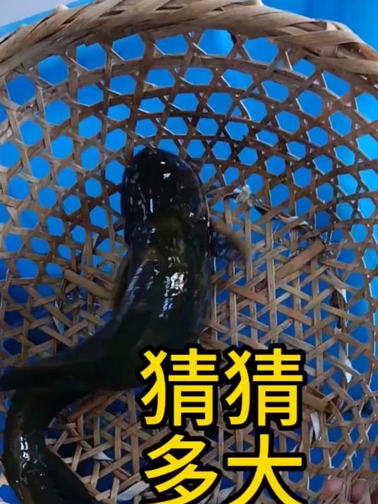 别吹牛,说说看你钓到过最大的昂刺鱼有多大?
