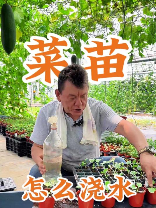 菜苗怎么浇水