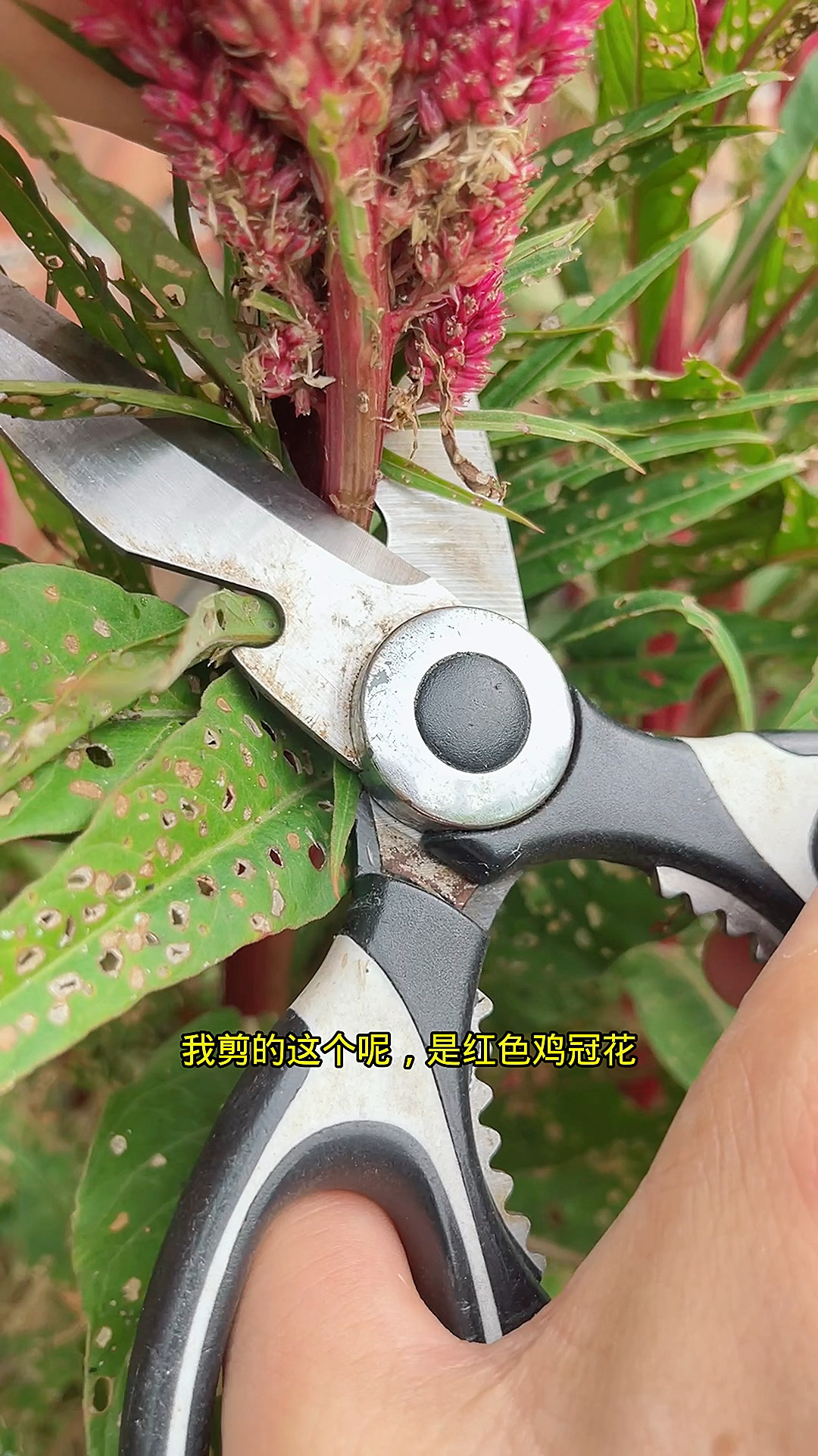 白米酒泡鸡冠花