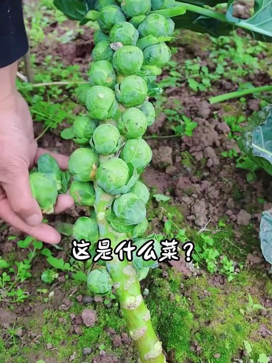 分享23种小众蔬菜，你都吃过哪几种呀？