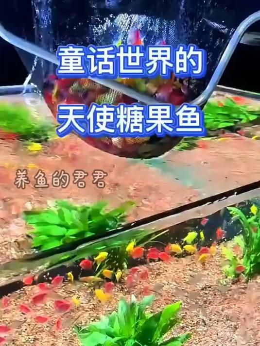 天使鱼五颜六色的也太好看了!