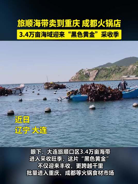 旅顺海带卖到重庆、成都火锅店,3.4万亩海域迎来黑色黄金采收季