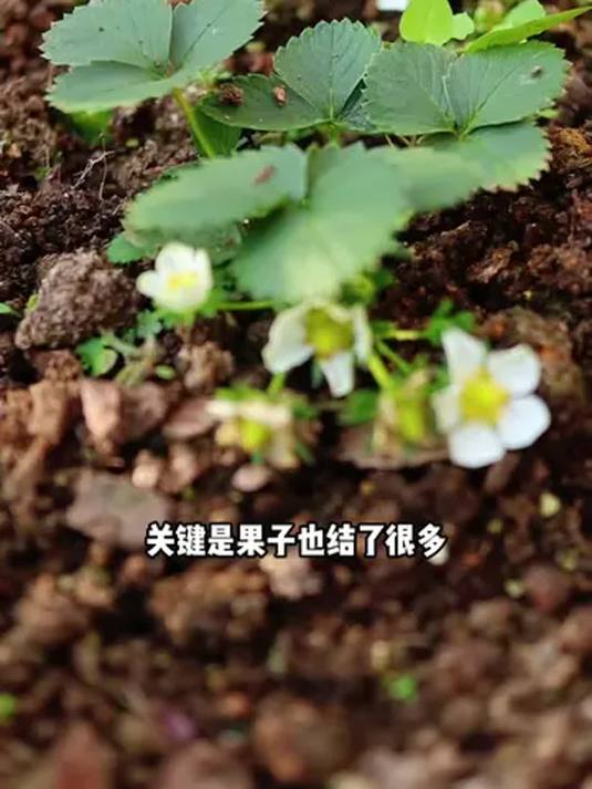 草莓施肥季到啦!用鱼蛋白肥,让草莓多果好口感抗病强